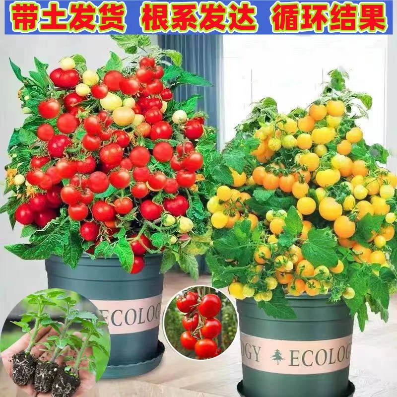 盆栽矮生盆栽番茄苗草莓蔬菜种苗樱桃小西红柿圣女果庭院阳台种植