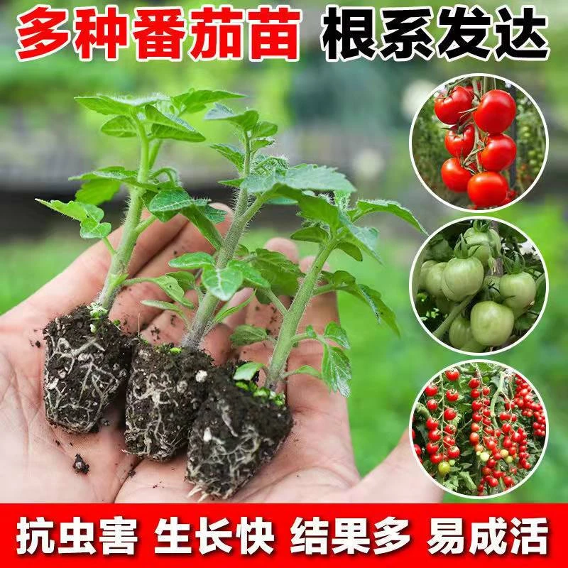 蔬菜苗辣椒苗薄皮螺丝椒苗多种辣椒苗