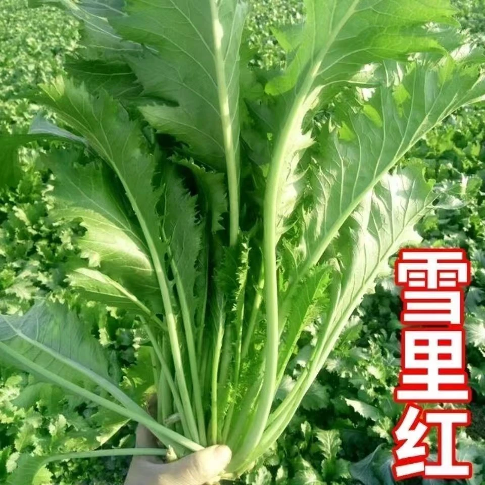 九头鸟雪里蕻秧苗大叶雪里红菜苗菜园蔬菜秋冬季排菜腌菜雪菜种苗