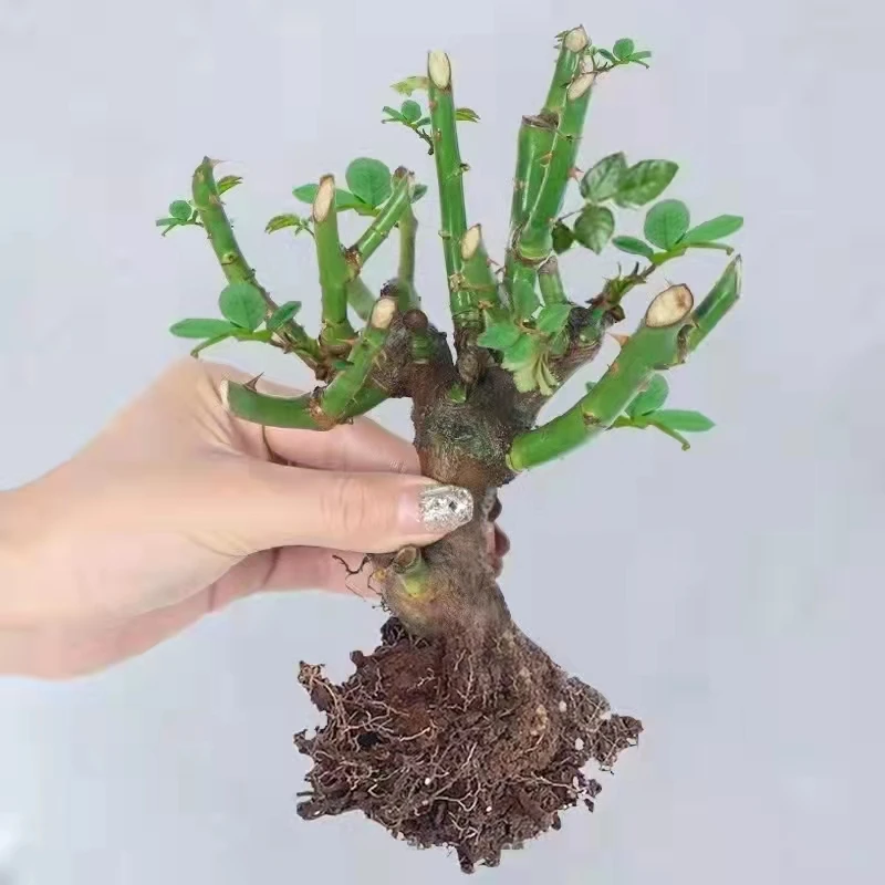 大花浓香玫瑰月季花苗老桩嫁接多色根盆栽室内外好养四季开花不断