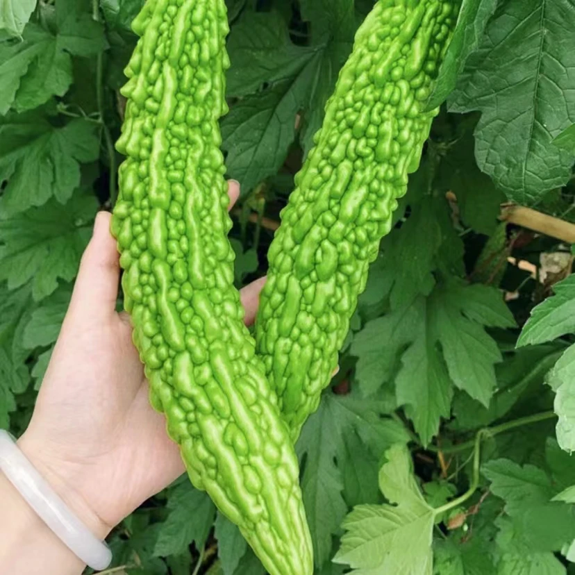 高产长绿苦瓜种子/白玉苦瓜种子【拍2送1】