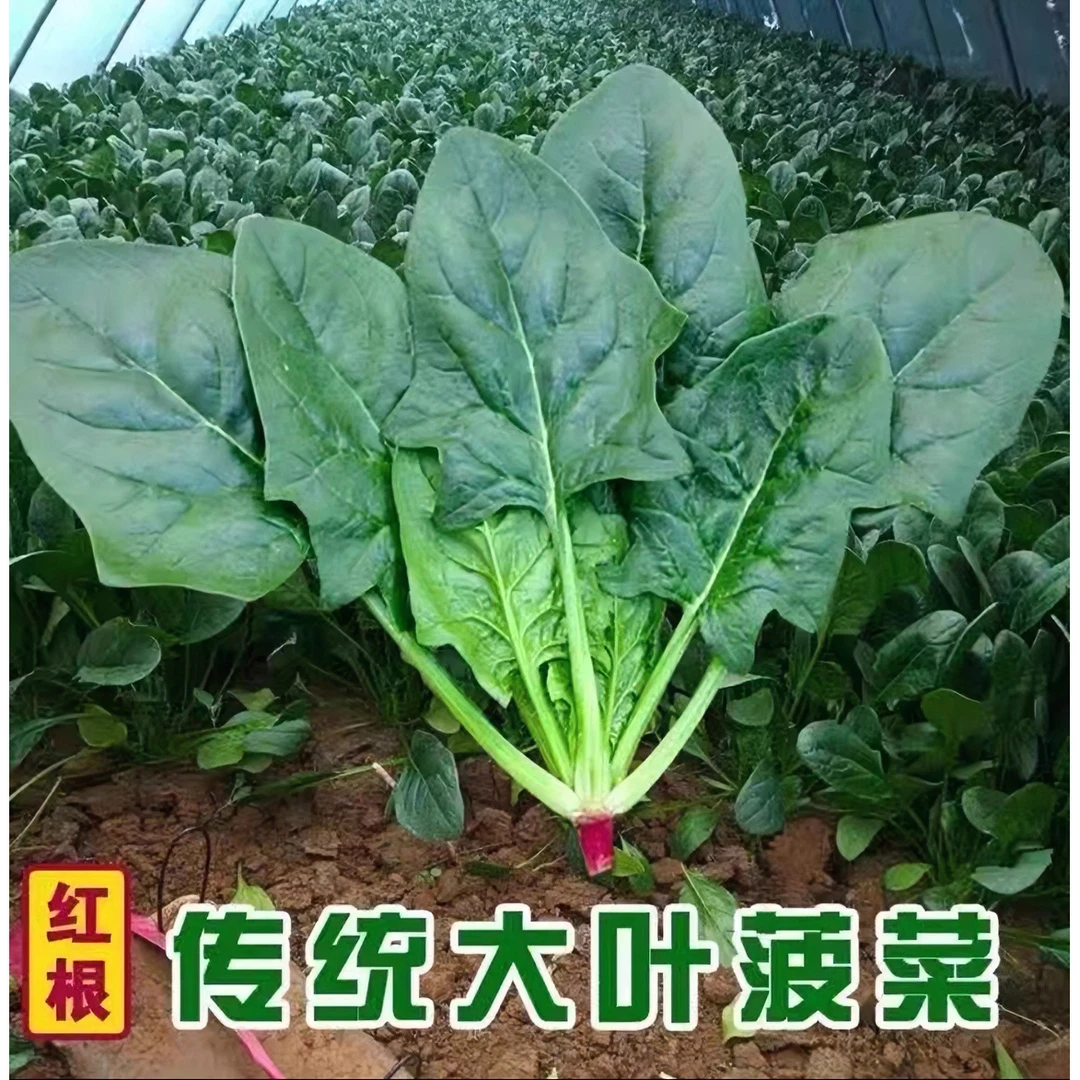 大叶红根菠菜种子 耐寒盆栽地栽优质传统菠菜种子（拍2送1）