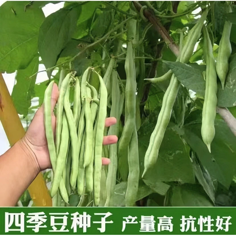 【拍2送1】高产早熟压四季豆种子四季爬藤播种春季架豆蔬菜种子