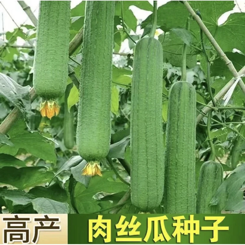 【拍2送1】高产大肉丝瓜/长香丝瓜籽/八棱角丝瓜蔬菜种子