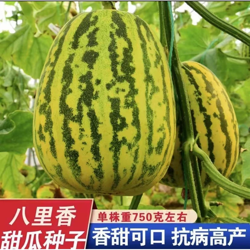 【拍2送1】八里香甜瓜种子中早熟瓜果香味浓特甜蜜瓜小院家庭种植