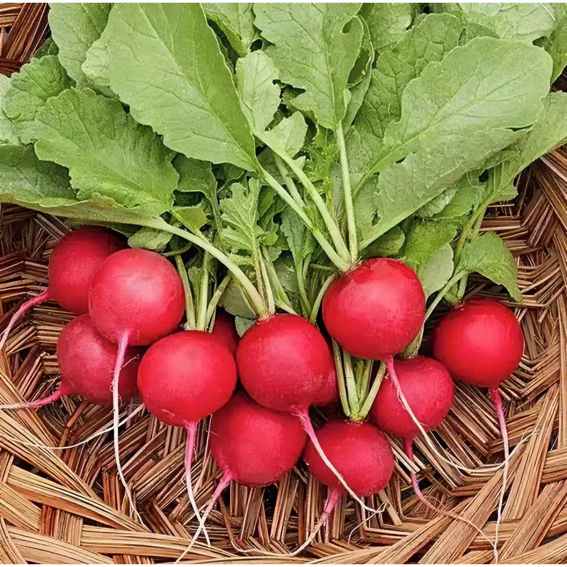 樱桃萝卜种子四季种植盆栽地栽甜脆营养种植简单萝卜种子【拍2送1】