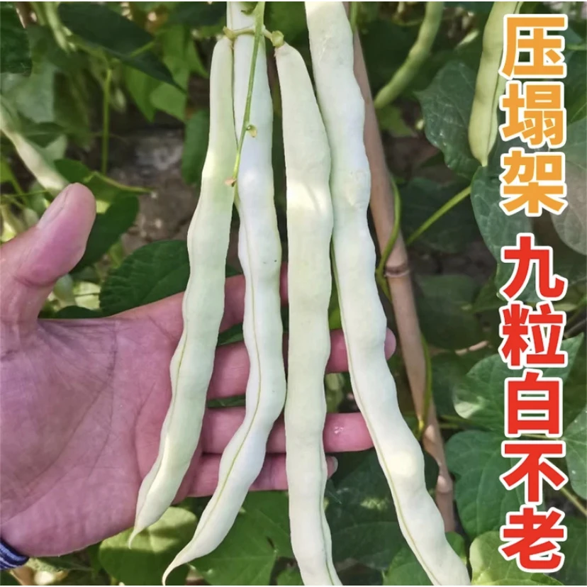 【拍2送1】高产摘不败【九粒白芸豆籽种子】白不老四季豆角架四季