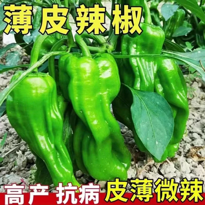 【拍2送1】薄皮皱椒种子早熟大果皱皮辣椒香辣鲜脆四季播种蔬菜种