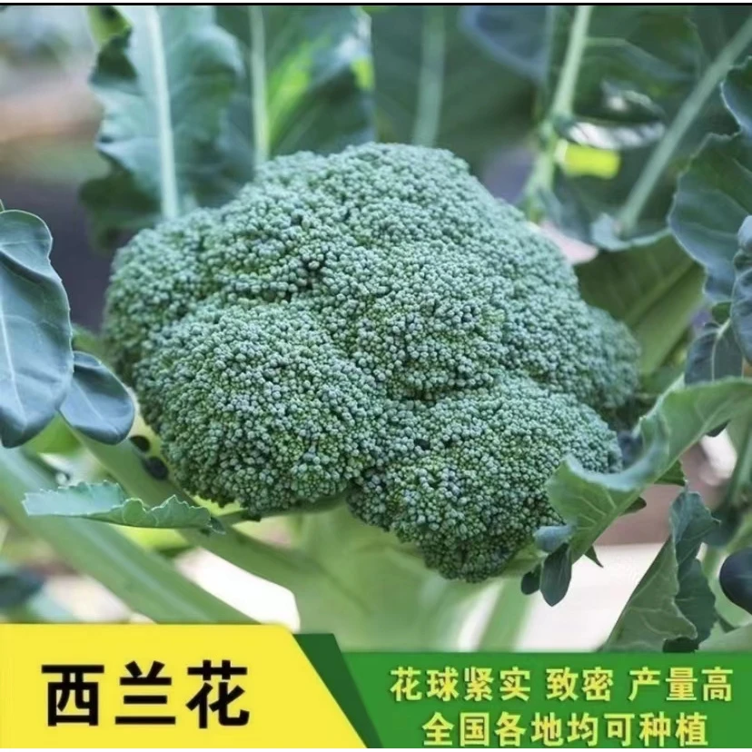 【拍2送1】绿霸西蓝花种籽绿青花菜四季西蓝花种子