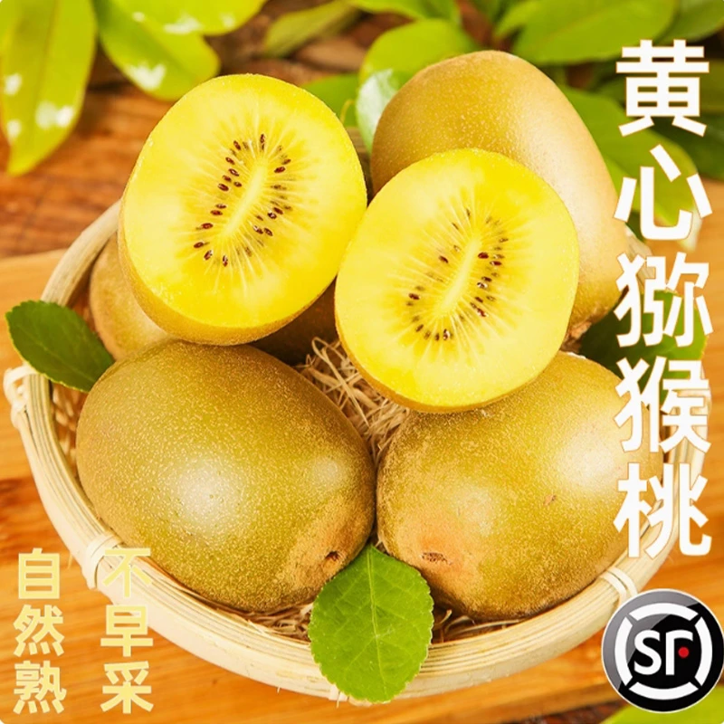 尙楚坊四川黄心猕猴桃(单果70-90g)6个×1箱新鲜奇异果顺丰包邮