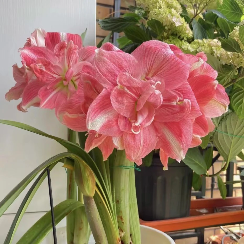 玫瑰花样 进口朱顶红种球大花室内庭院阳台盆栽多年生球根花卉