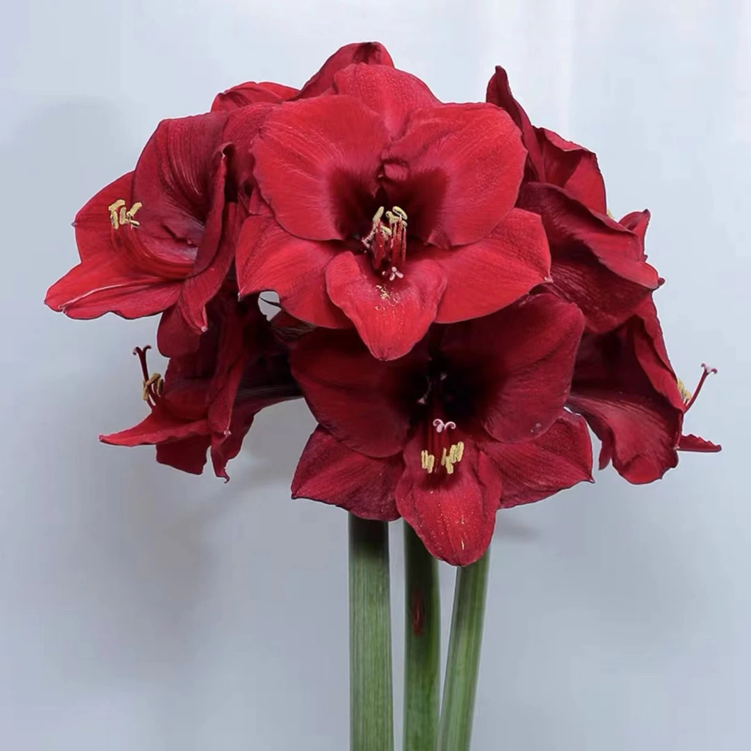 曼德拉 朱顶红种球 花室内庭院阳台盆栽多年生球根花卉植物