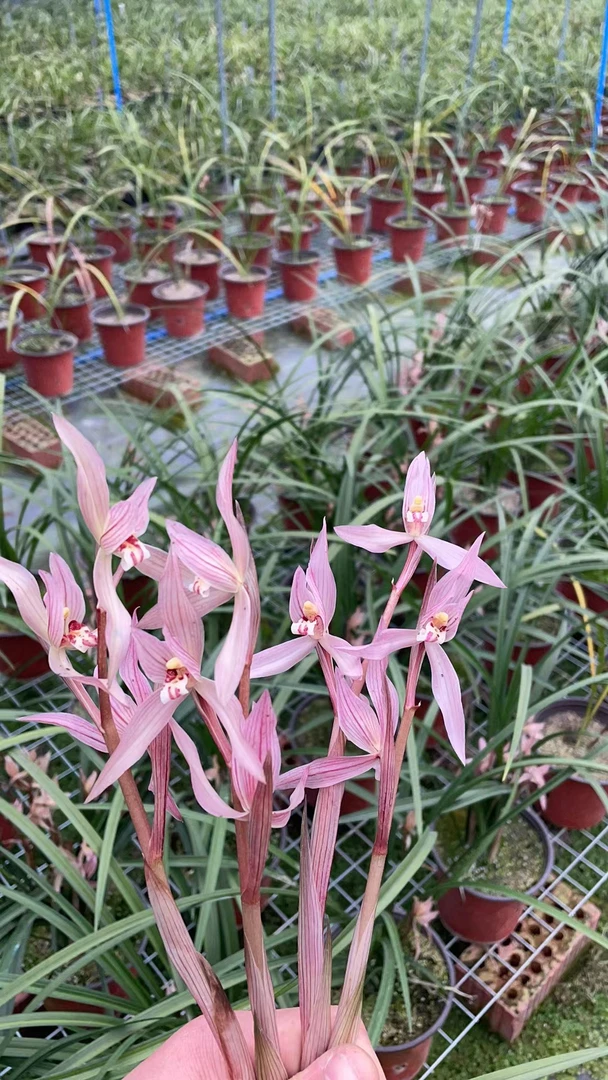 国兰盆景草基地直销