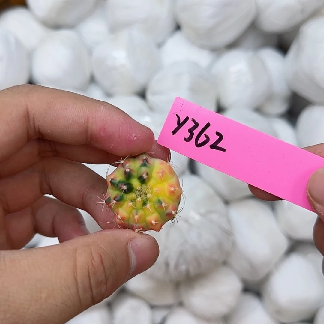 【闪购商品】362-0827