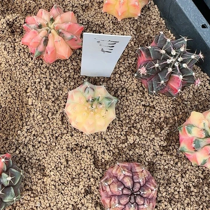 224-1112太阳皇冠脱土发