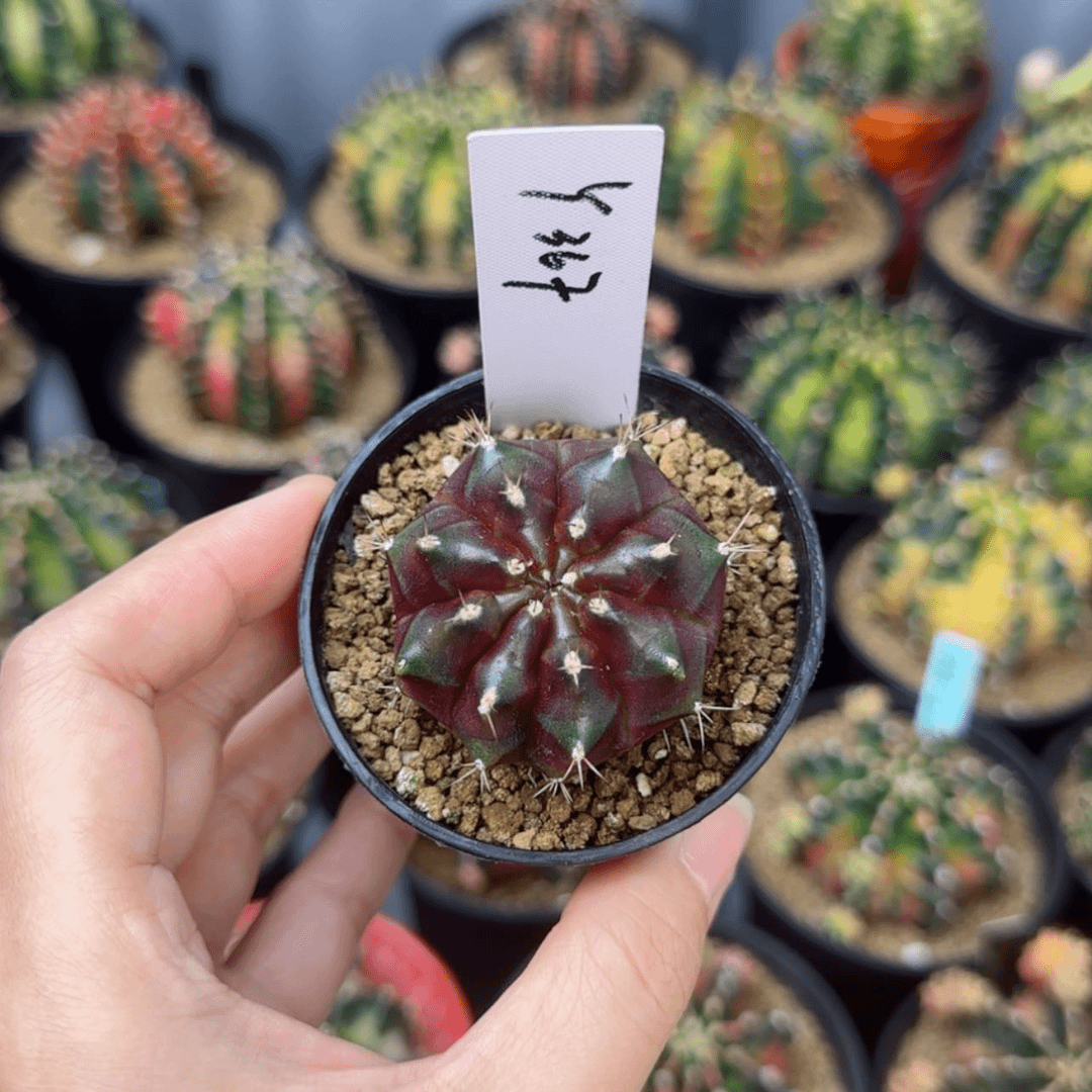 【闪购商品】红陶20CM（含）-50CM（不含）367-0723