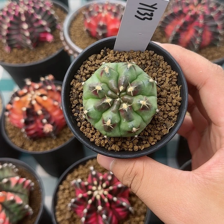 133-1007花环国庆快乐