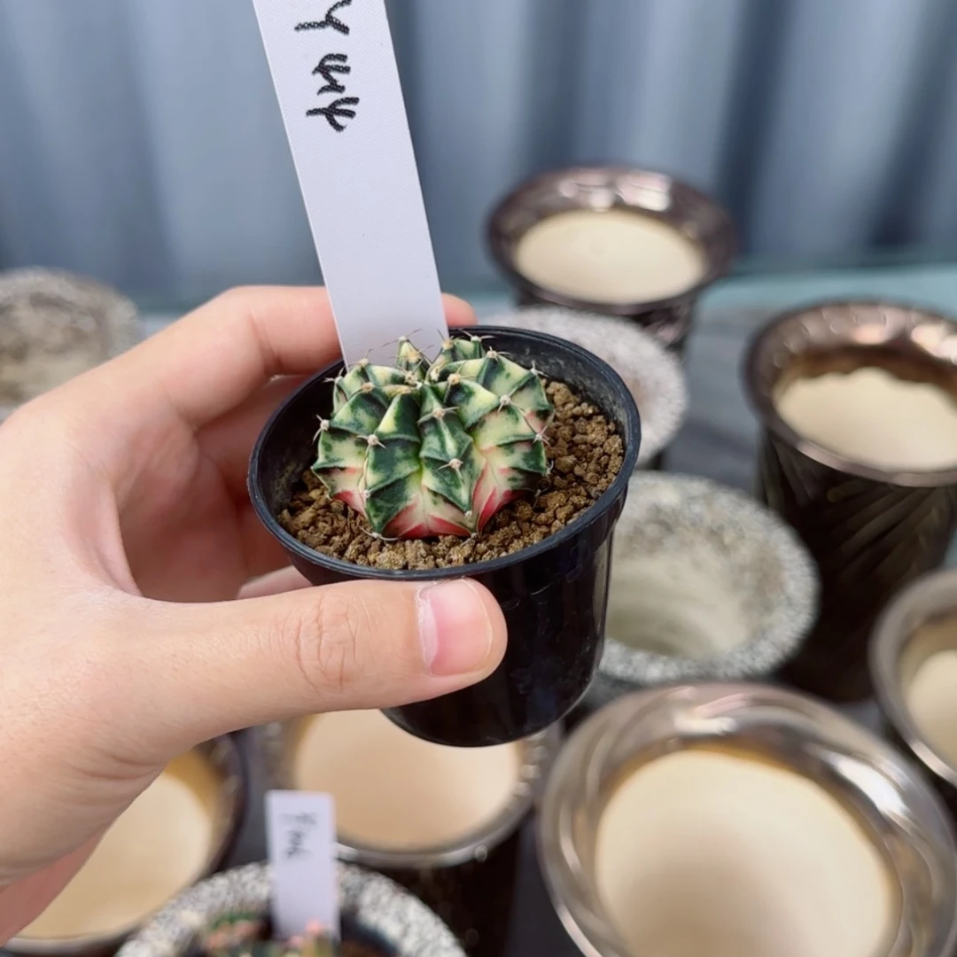 【闪购商品】建****梯414/0725