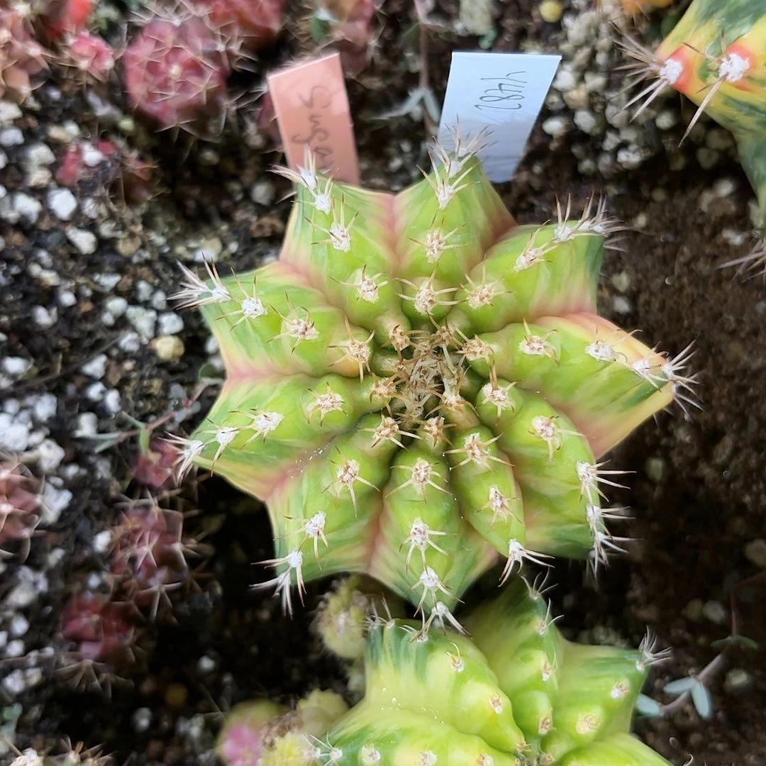 泰国米哈482-0827