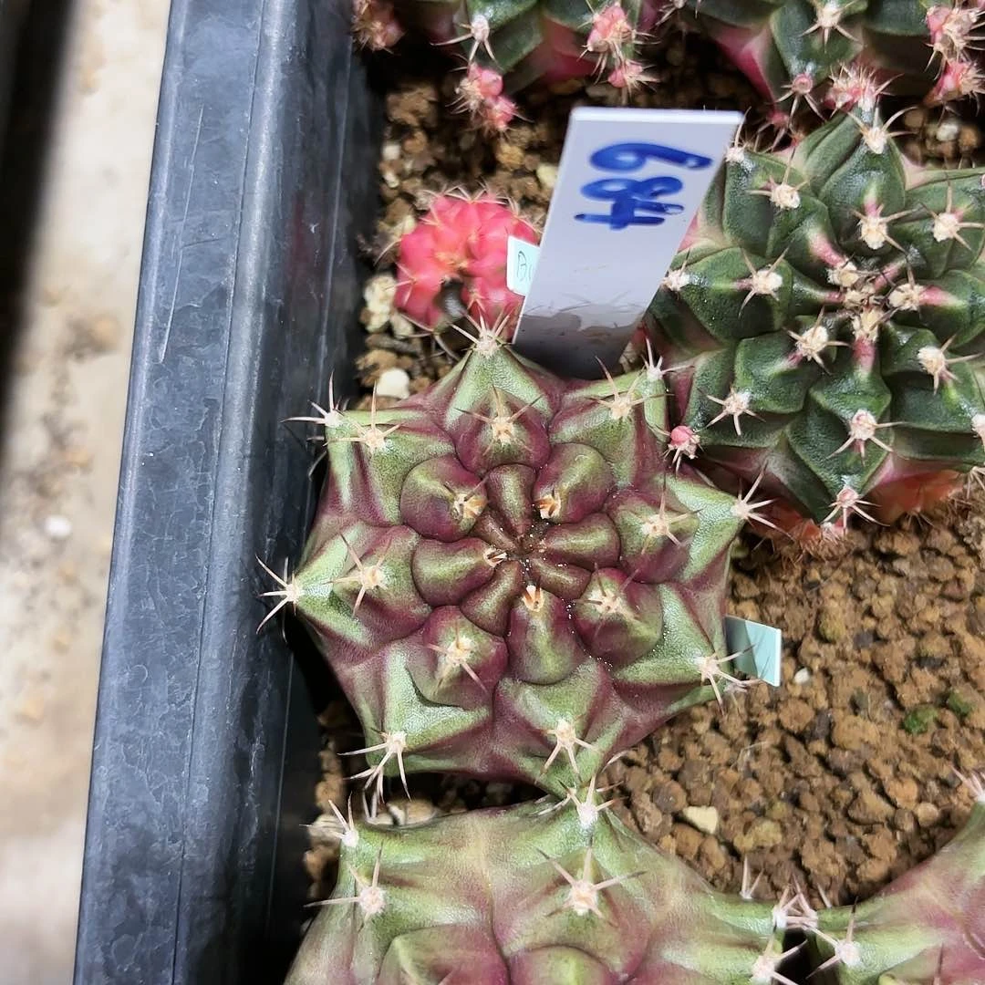 红陶20CM（含）-50CM（不含）泰国米哈684-1018