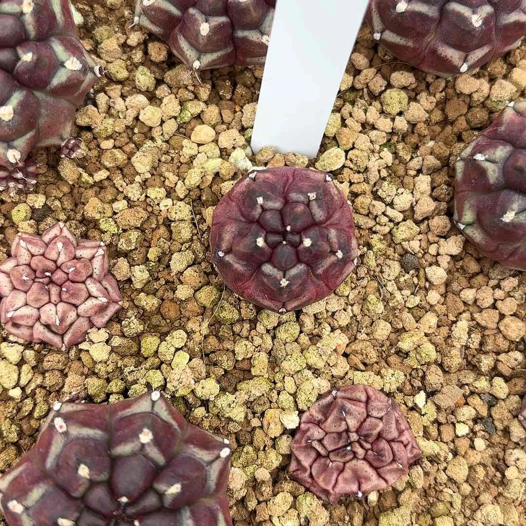 红陶20CM（含）-50CM（不含）泰国米哈272-0921