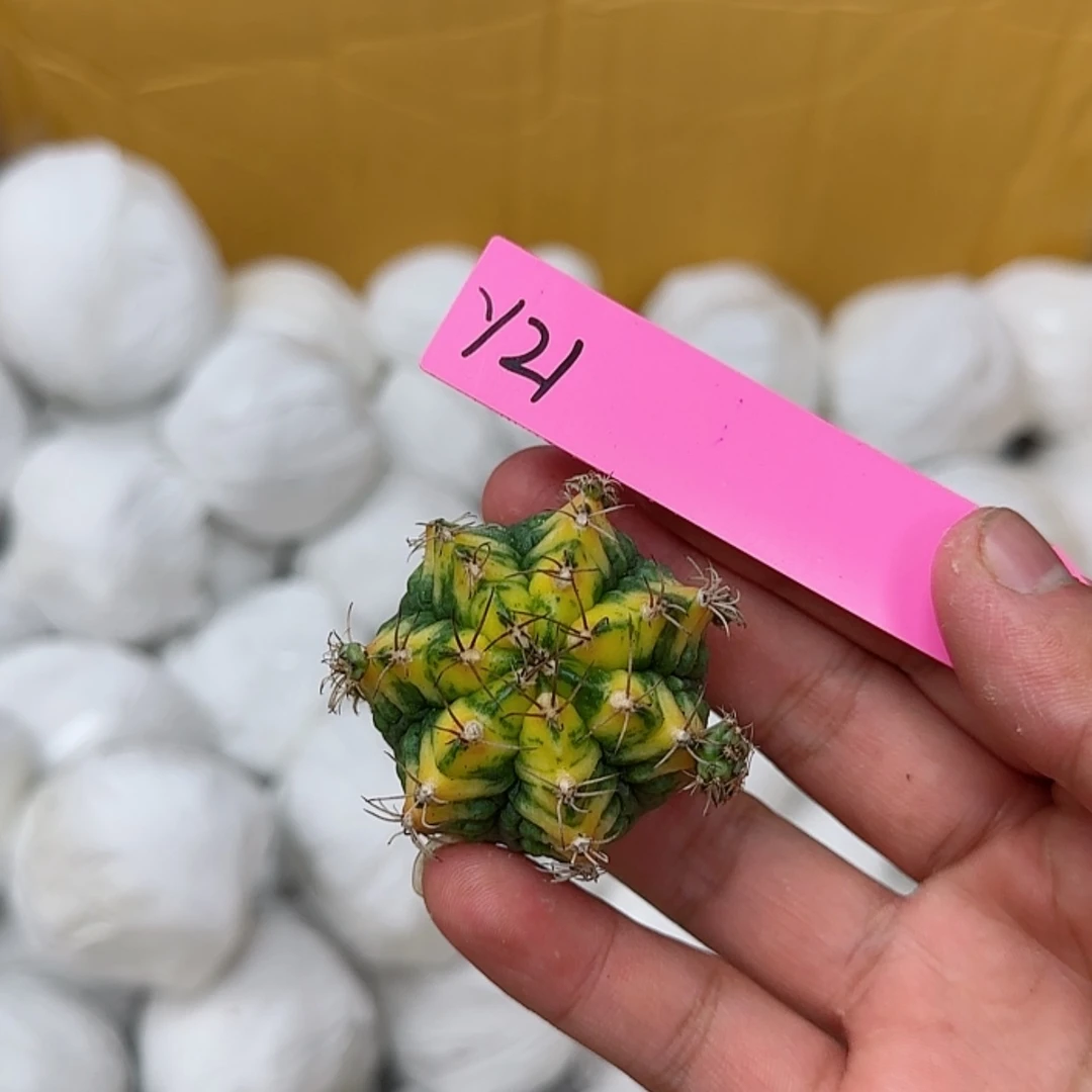 【闪购商品】21-0825