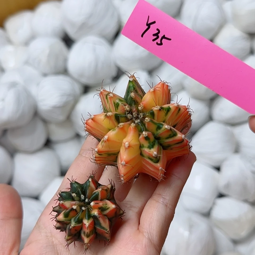 【闪购商品】红陶20CM（含）-50CM（不含）35/0816