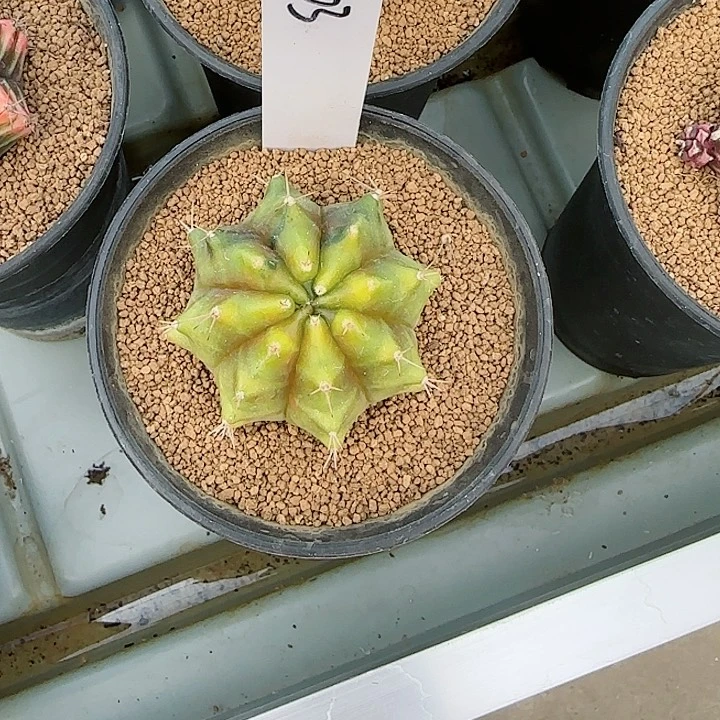 103-1028糖拐杖a脱土发