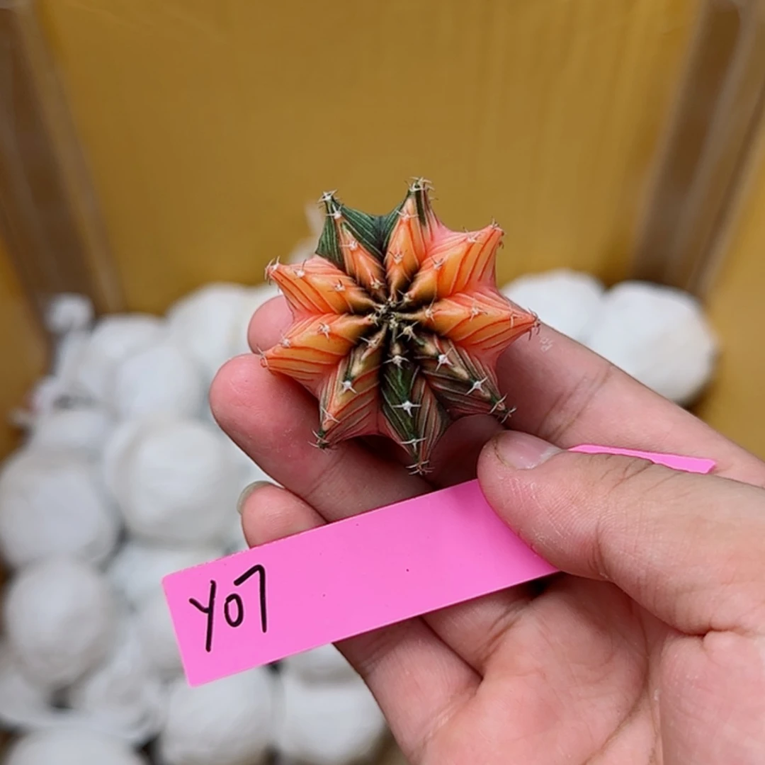 【闪购商品】7-0826