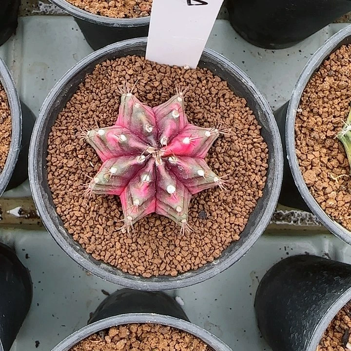 104-1028脱土发脱土发