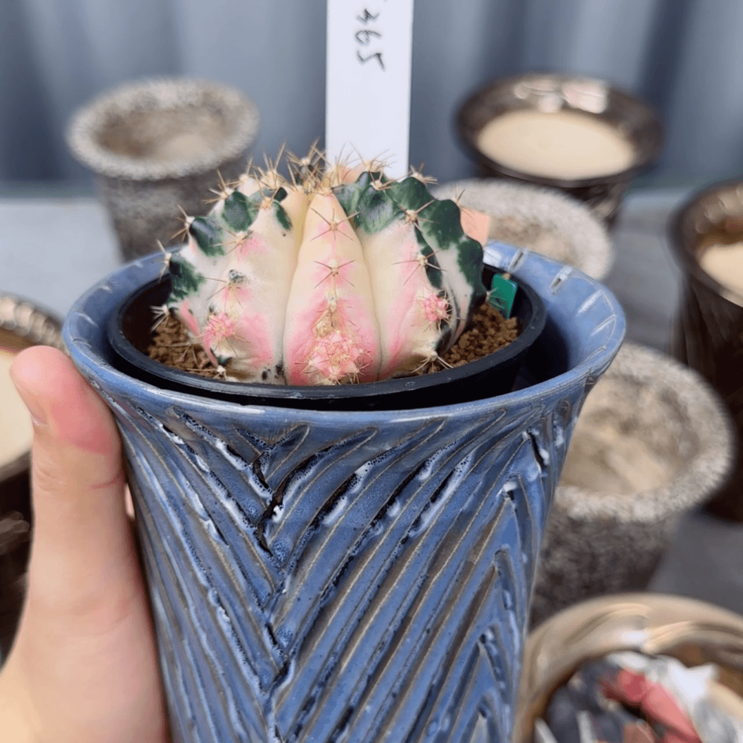 【闪购商品】365/0725