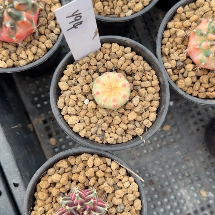 乐***Z94-1114轮回脱土发多肉