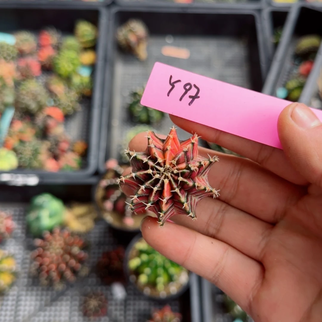【闪购商品】红陶20CM（含）-50CM（不含）蜗****剧97-0730