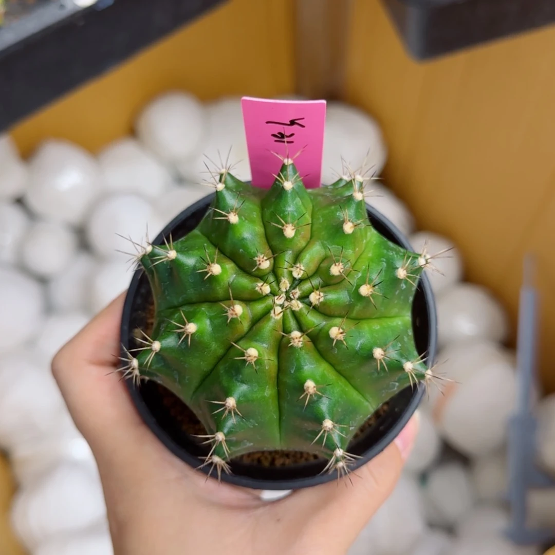 【闪购商品】红陶20CM（含）-50CM（不含）破***出31/0729