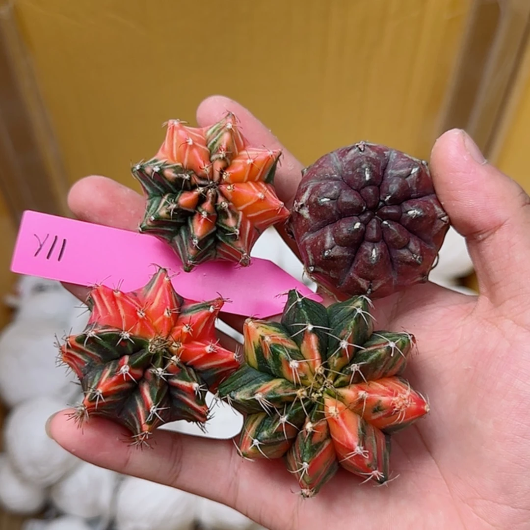 【闪购商品】11-0826