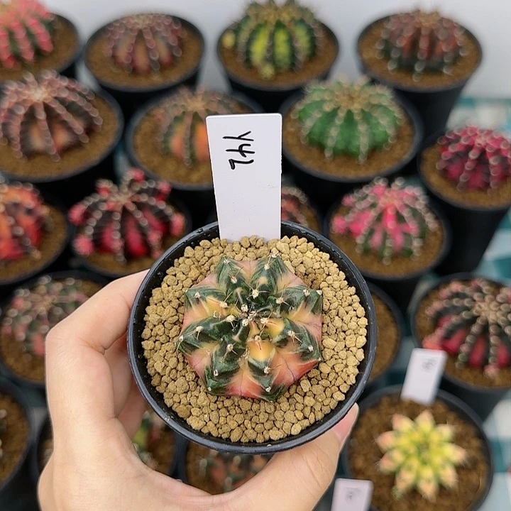 红陶20CM（含）-50CM（不含）42/0930