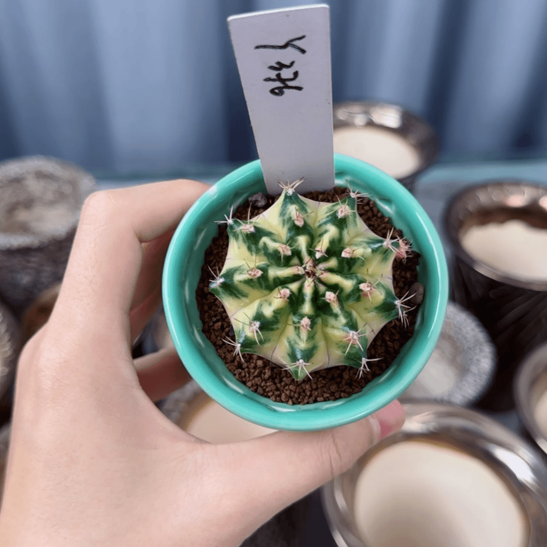 【闪购商品】376/0725