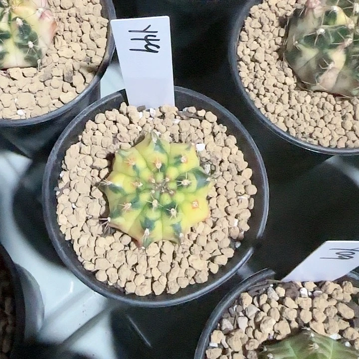 49-1109丝带脱土发