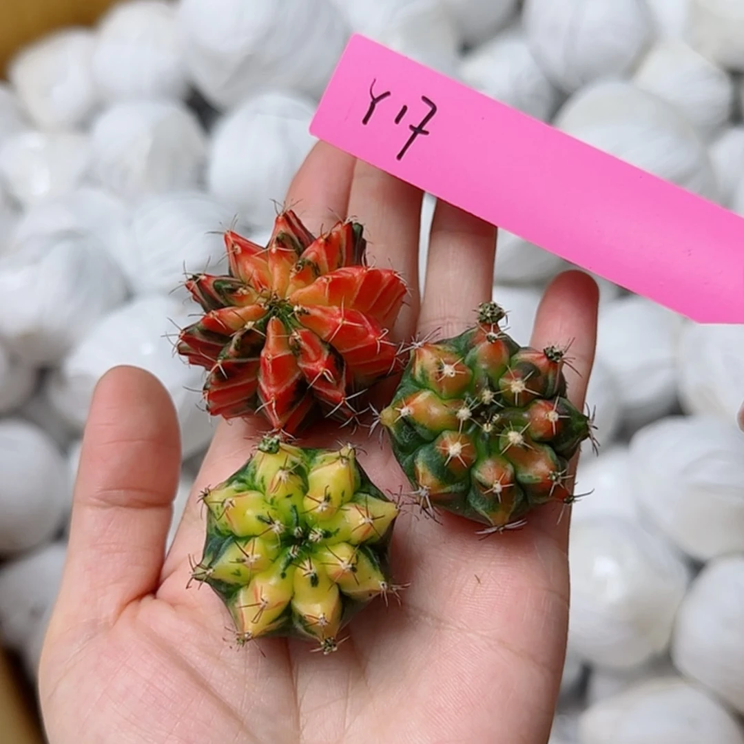 【闪购商品】红陶20CM（含）-50CM（不含）17/0816