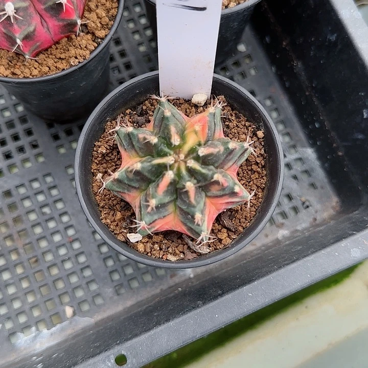 261-1029脱土发侧芽