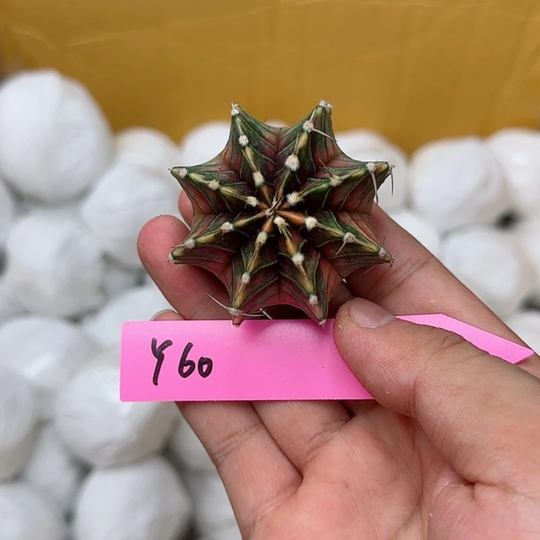 【闪购商品】60-0825