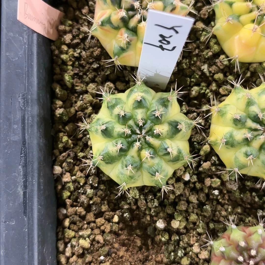 泰国米哈207-1006