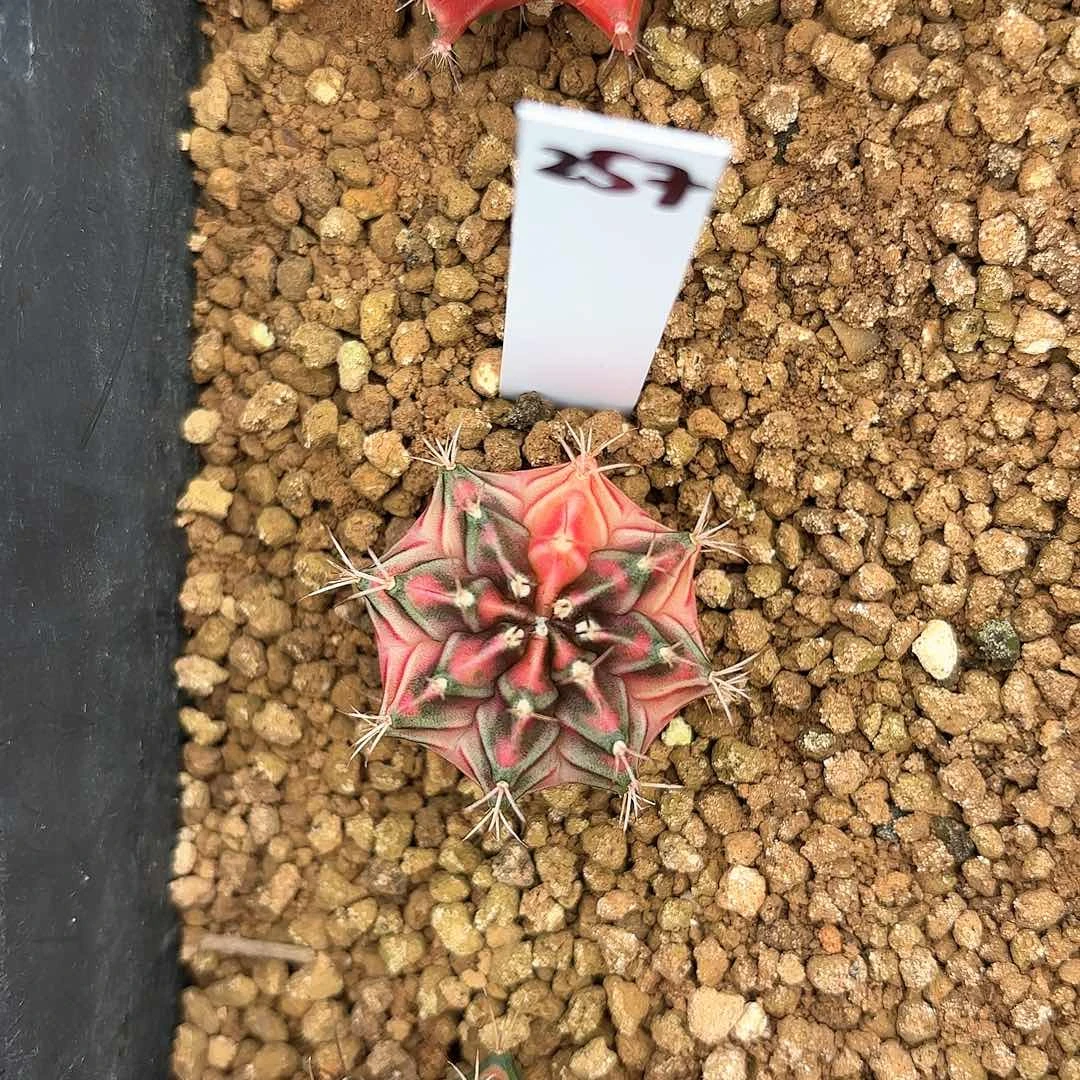 红陶20CM（含）-50CM（不含）泰国米哈257-0921