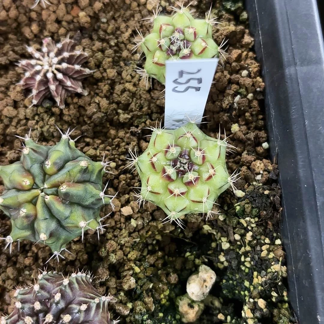泰国米哈255-0826