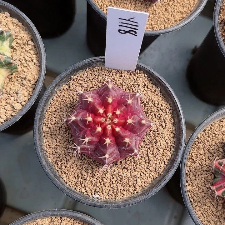 118-1028秋叶原脱土发