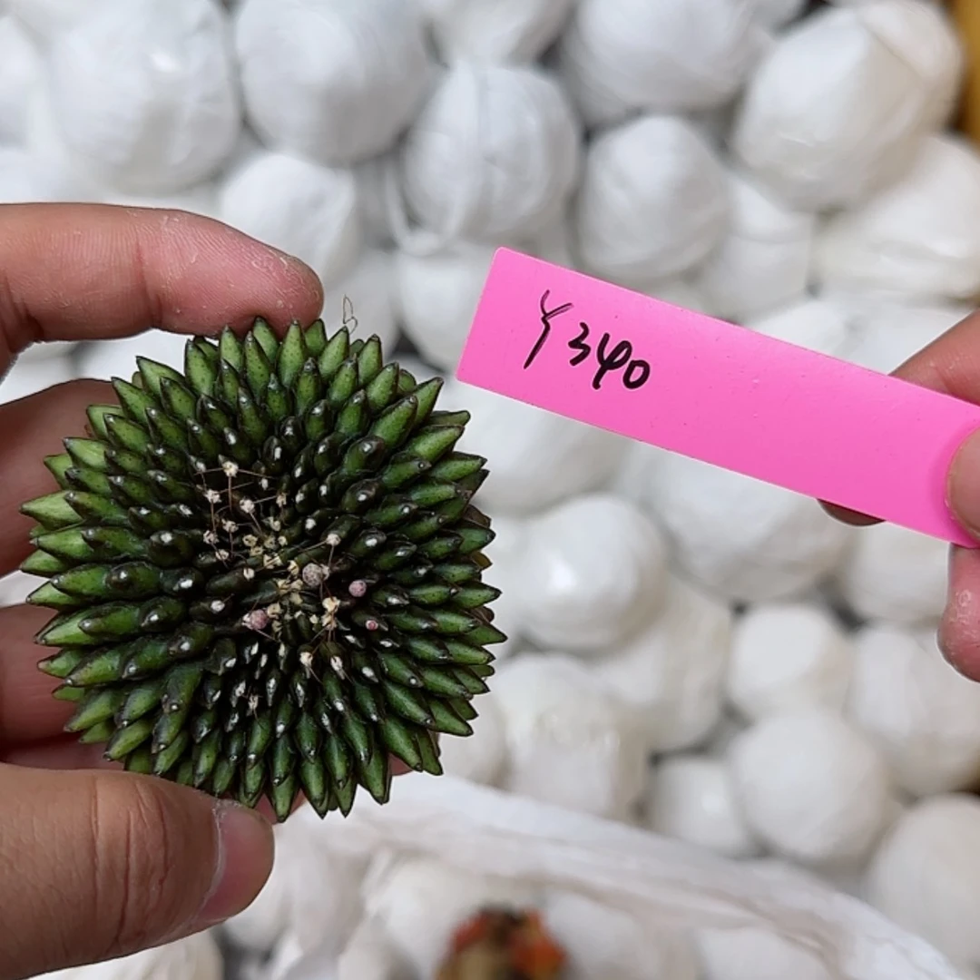 【闪购商品】340-0824