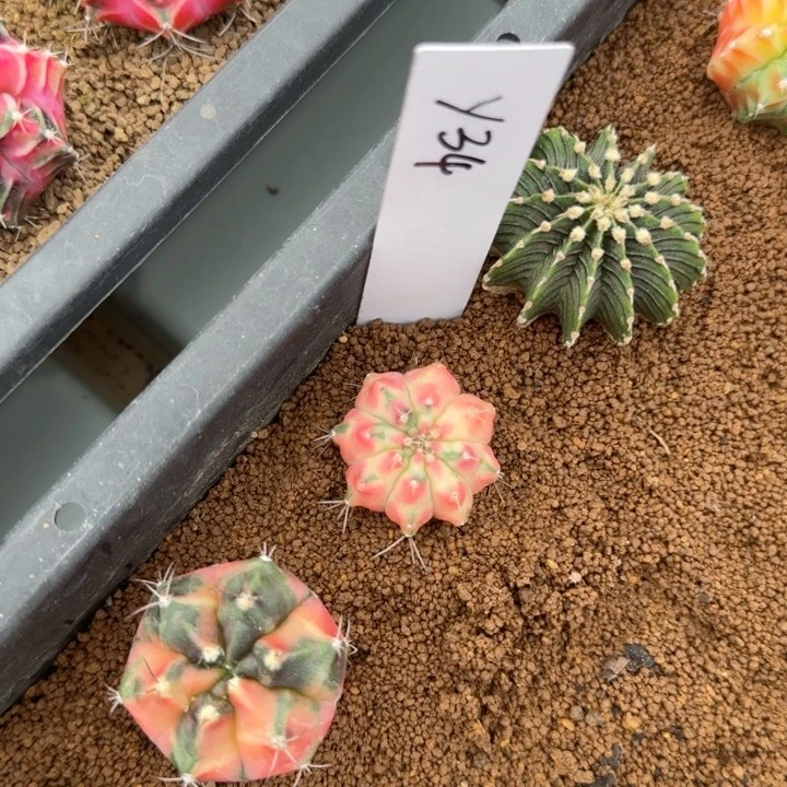 34-1114侧芽脱土发