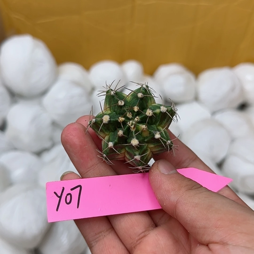 【闪购商品】7-0824