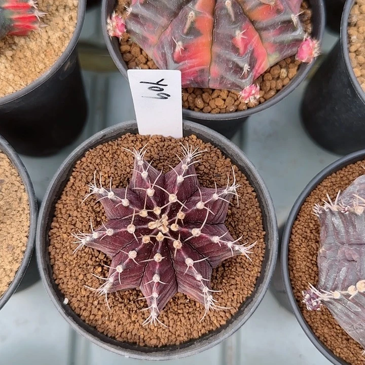 9-1019脱土发拳击手