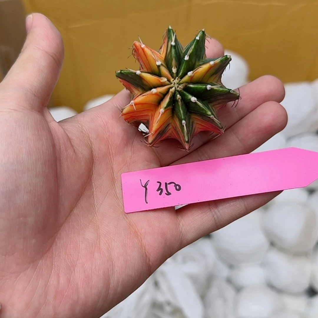 【闪购商品】350/0825